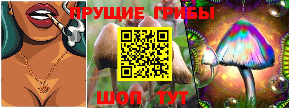 Псилоцибиновые грибы Psilocybe Лыткарино